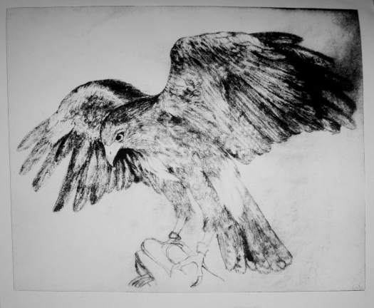 Hawk gravure from drawing